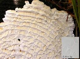 Attēlu rezultāti vaicājumam “Antrodia serialis”