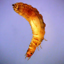 Attēlu rezultāti vaicājumam “Hydrophilidae”