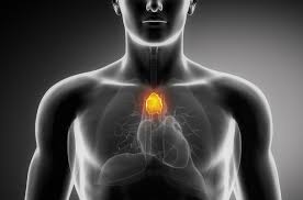 Image result for Thymus