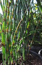 Attēlu rezultāti vaicājumam “Equisetum”