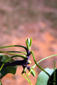 Attēlu rezultāti vaicājumam “Liriodendron tulipifera bud”