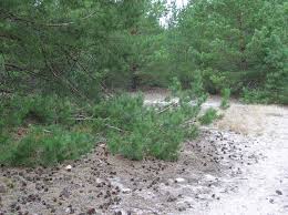 Attēlu rezultāti vaicājumam “Pinus sylvestris var. turfosa”
