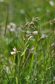 Attēlu rezultāti vaicājumam “Epipactis palustris flower”