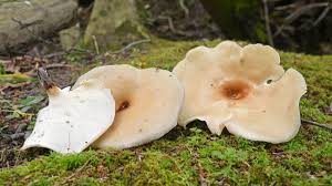 Attēlu rezultāti vaicājumam “Polyporus badius”