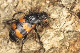 Attēlu rezultāti vaicājumam “Nicrophorus investigator”