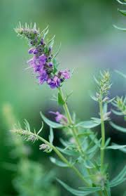 Attēlu rezultāti vaicājumam “Hyssopus officinalis flower”