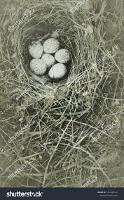 Attēlu rezultāti vaicājumam “Motacilla alba nest”