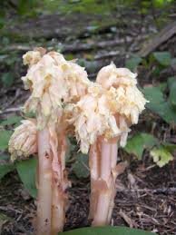 Attēlu rezultāti vaicājumam “Monotropa hypopitys”