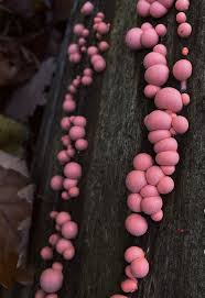 Attēlu rezultāti vaicājumam “Comatricha ellae”