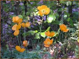 Image result for Scheinmohn