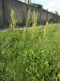 Attēlu rezultāti vaicājumam “Rumex thyrsiflorus”