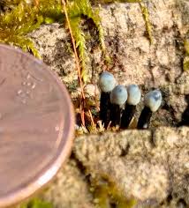 Attēlu rezultāti vaicājumam “Holwaya mucida”