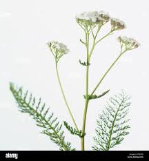 Attēlu rezultāti vaicājumam “Achillea millefolium leaf”