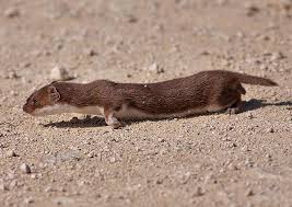 Attēlu rezultāti vaicājumam “Mustela nivalis”