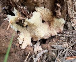 Attēlu rezultāti vaicājumam “Didymium spongiosum spores”