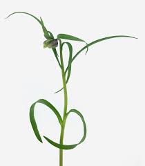 Attēlu rezultāti vaicājumam “Meleagris”