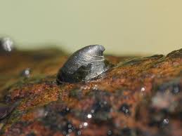 Attēlu rezultāti vaicājumam “Ancylus fluviatilis”