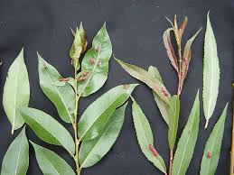 Attēlu rezultāti vaicājumam “Salix pentandra leaf”