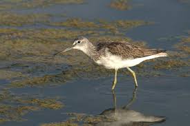 Attēlu rezultāti vaicājumam “Tringa nebularia”