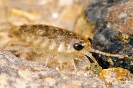 Attēlu rezultāti vaicājumam “Oniscoidea”