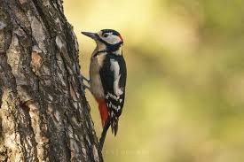 Attēlu rezultāti vaicājumam “Dendrocopos major”