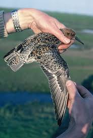 Attēlu rezultāti vaicājumam “Calidris canutus”