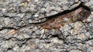 Attēlu rezultāti vaicājumam “Glyphotaelius pellucidus”