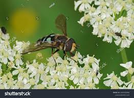 Attēlu rezultāti vaicājumam “Didea alneti”