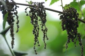 Attēlu rezultāti vaicājumam “Urtica dioica fruit”