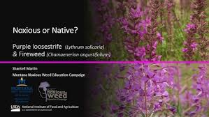 Attēlu rezultāti vaicājumam “Lythrum salicaria fruit”