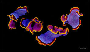 Attēlu rezultāti vaicājumam “Amaurochaete fusiformis”