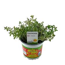 Image result for Thymian