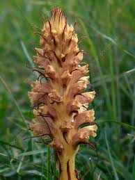 Attēlu rezultāti vaicājumam “Orobanche elatior”