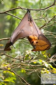 Attēlu rezultāti vaicājumam “Chiroptera”