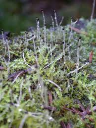 Attēlu rezultāti vaicājumam “Lophocolea minor”