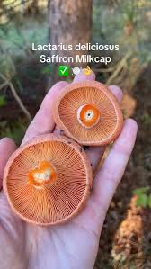 Attēlu rezultāti vaicājumam “Lactarius deliciosus”