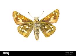 Attēlu rezultāti vaicājumam “Hesperia comma”