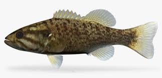 Image result for Micropterus dolomieu