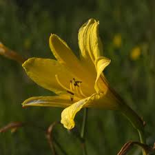 Attēlu rezultāti vaicājumam “Hemerocallis lilioasphodelus”