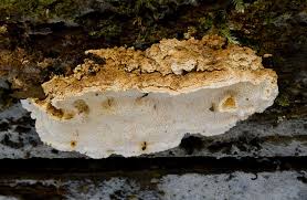 Attēlu rezultāti vaicājumam “Antrodia serialis”