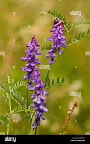 Attēlu rezultāti vaicājumam “Vicia cracca flower”