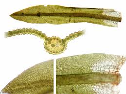 Attēlu rezultāti vaicājumam “Gymnostomum aeruginosum”