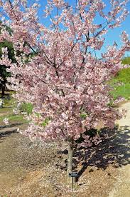 Attēlu rezultāti vaicājumam “Prunus (sakura)”