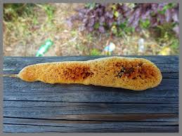 Attēlu rezultāti vaicājumam “Dichomitus campestris”