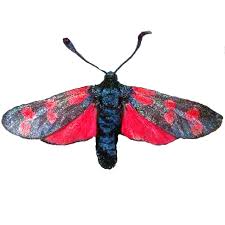 Attēlu rezultāti vaicājumam “Zygaena filipendulae”