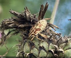 Attēlu rezultāti vaicājumam “Carpocoris sp.”
