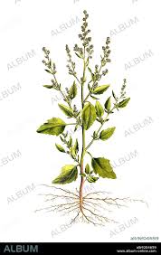 Attēlu rezultāti vaicājumam “Chenopodium album”