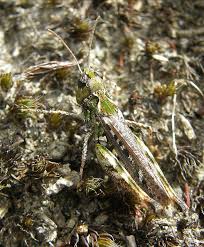 Attēlu rezultāti vaicājumam “Myrmeleotettix maculatus”