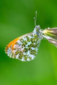 Attēlu rezultāti vaicājumam “Anthocharis cardamines”