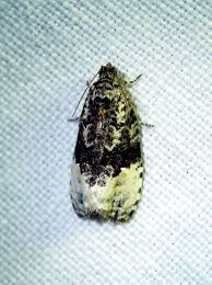 Attēlu rezultāti vaicājumam “Hedya nubiferana”